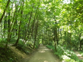 Odenwald © Pixabay/steinchen